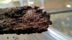 Tityus mattogrossensis