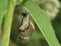 Actinote pellenea perfulva