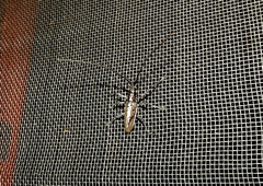 Neoptychodes trilineatus