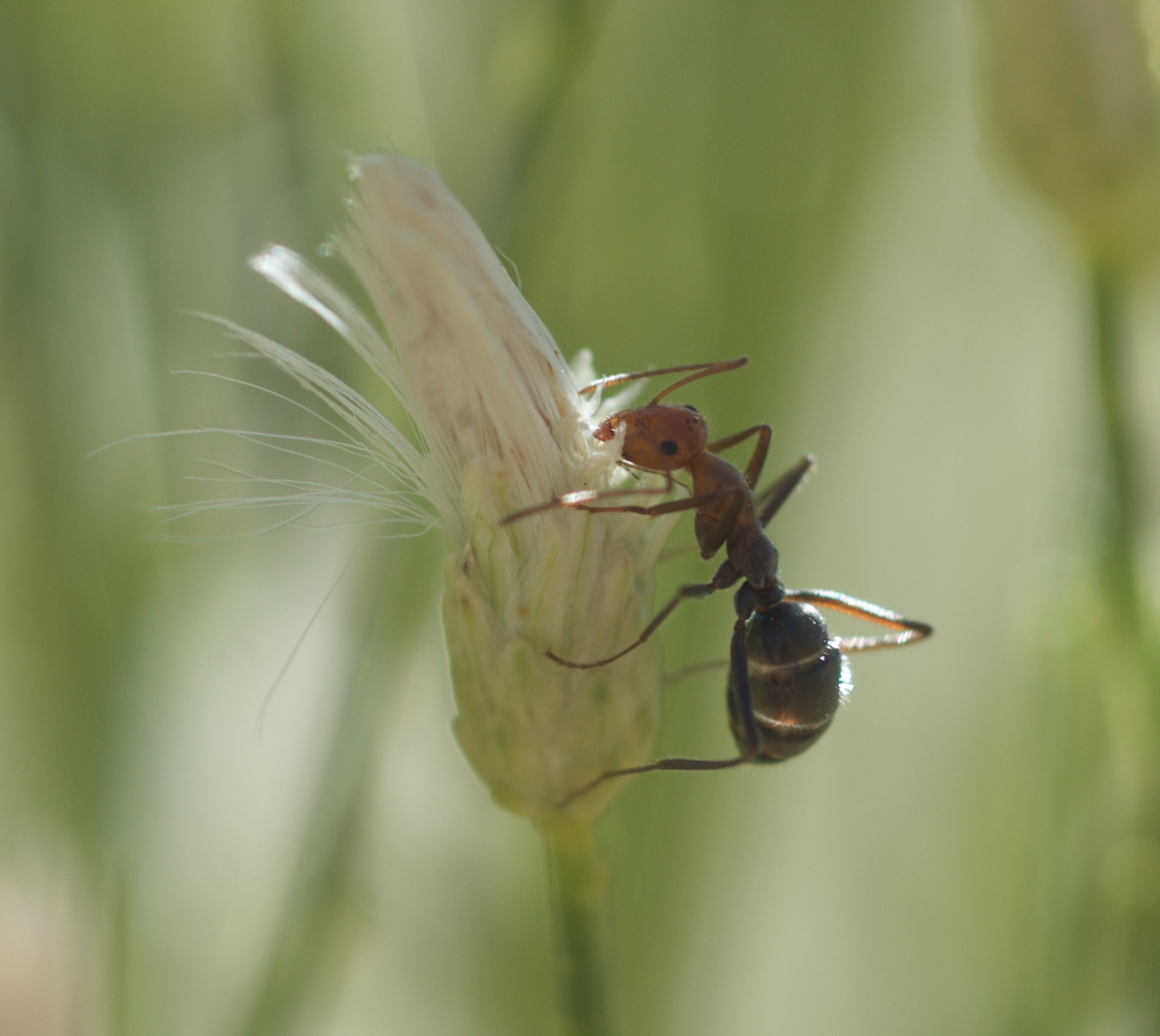 Myrmecocystus