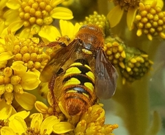 Xanthocampsomeris hesterae