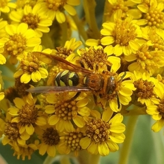 Xanthocampsomeris hesterae