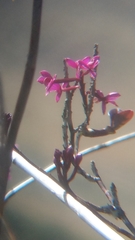 Epidendrum secundum
