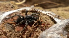 Ischnothele annulata