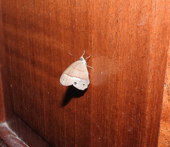 Amiga arnaca sericeella