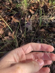 Aristida oligantha