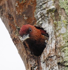 Chrysophlegma miniaceum