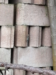 Sceloporus serrifer