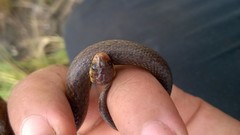 Atractus pantostictus