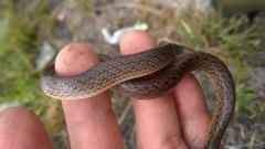 Atractus pantostictus