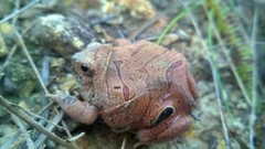 Physalaemus nattereri