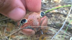 Physalaemus nattereri