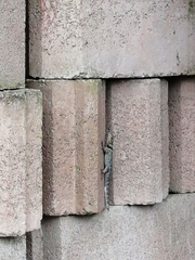 Sceloporus serrifer