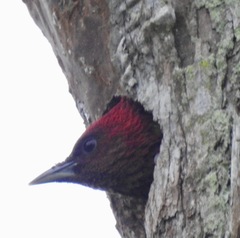 Chrysophlegma miniaceum