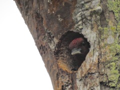 Chrysophlegma miniaceum