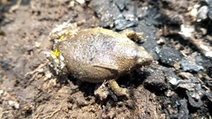 Elachistocleis cesarii