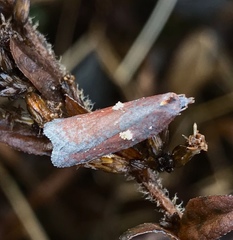 Acleris bowmanana