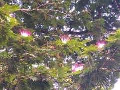 Calliandra pittieri