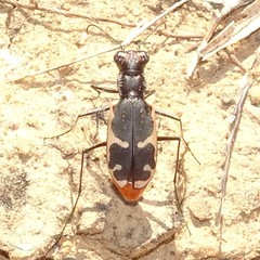 Cicindela schauppii
