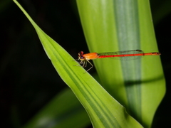 Agriocnemis minima