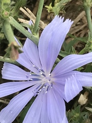 Cichorium intybus