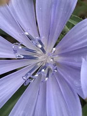 Cichorium intybus