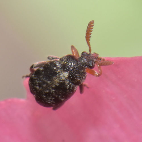 Bruchus brachialis Fåhraeus, 1839