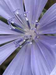 Cichorium intybus