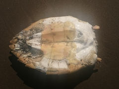 Eretmochelys imbricata