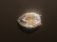 Eretmochelys imbricata