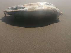 Eretmochelys imbricata