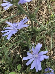 Cichorium intybus