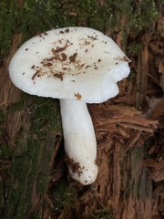 Russula perlactea