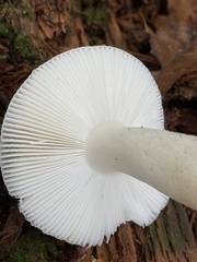 Russula perlactea