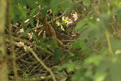 Crypturellus cinnamomeus