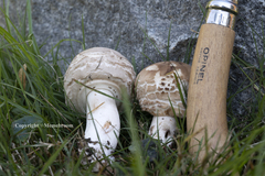 Macrolepiota brunnescens