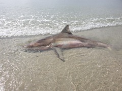 Carcharhinus brachyurus