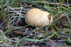 Calvatia rubroflava