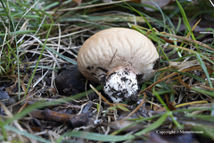 Calvatia rubroflava