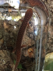 Pseudotriton ruber ruber