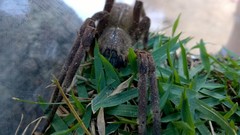 Phoneutria eickstedtae