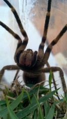 Phoneutria eickstedtae