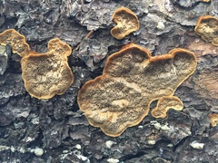 Phellinus piceinus