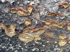Phellinus piceinus