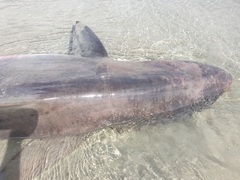 Carcharhinus brachyurus