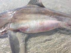 Carcharhinus brachyurus