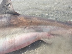 Carcharhinus brachyurus