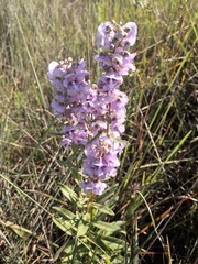 Angelonia integerrima