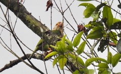 Psilopogon lineatus