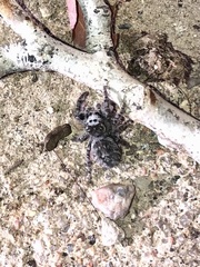 Phidippus asotus